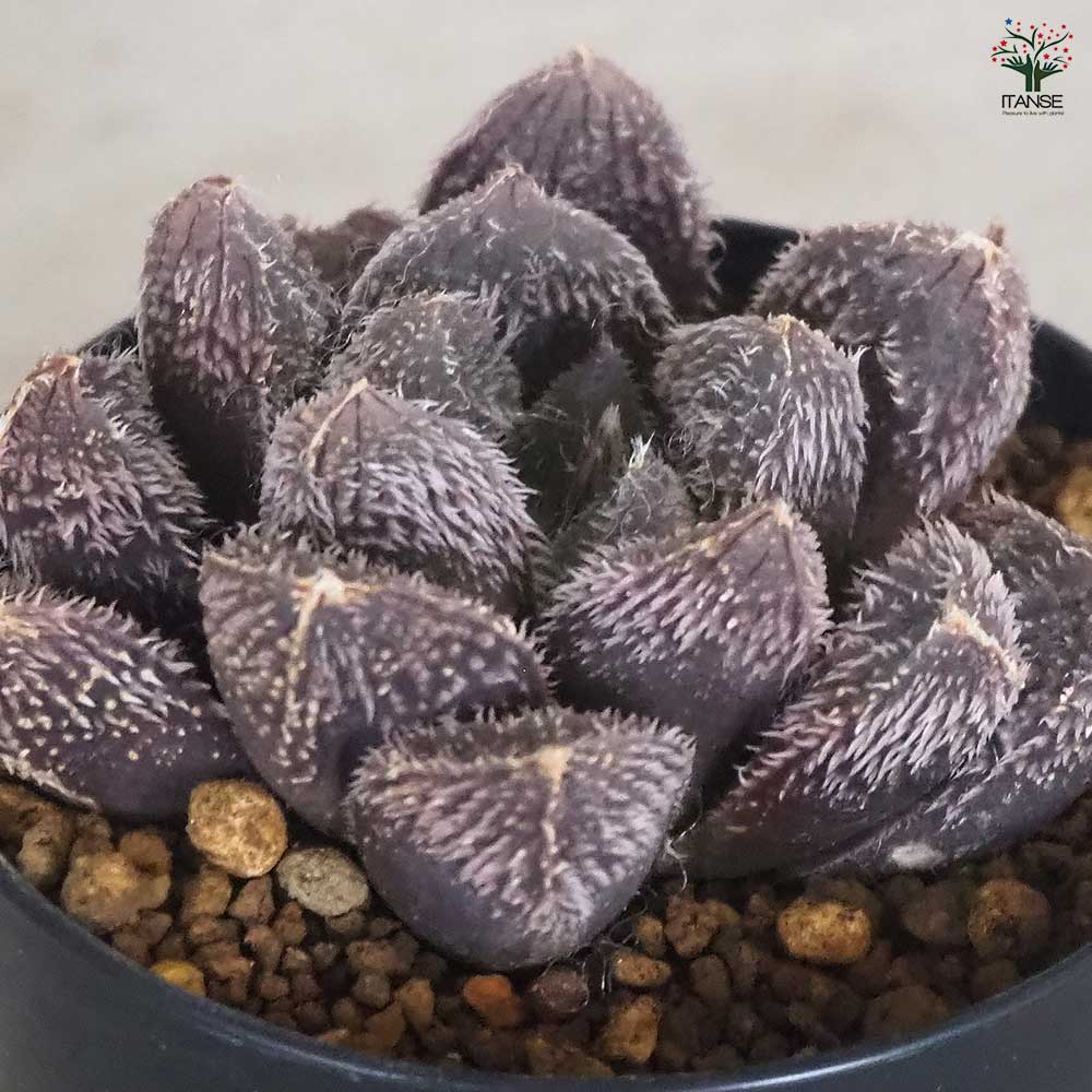 ハオルチア(青) タランチュラ 【多肉植物 2.5号ポット／1個売り