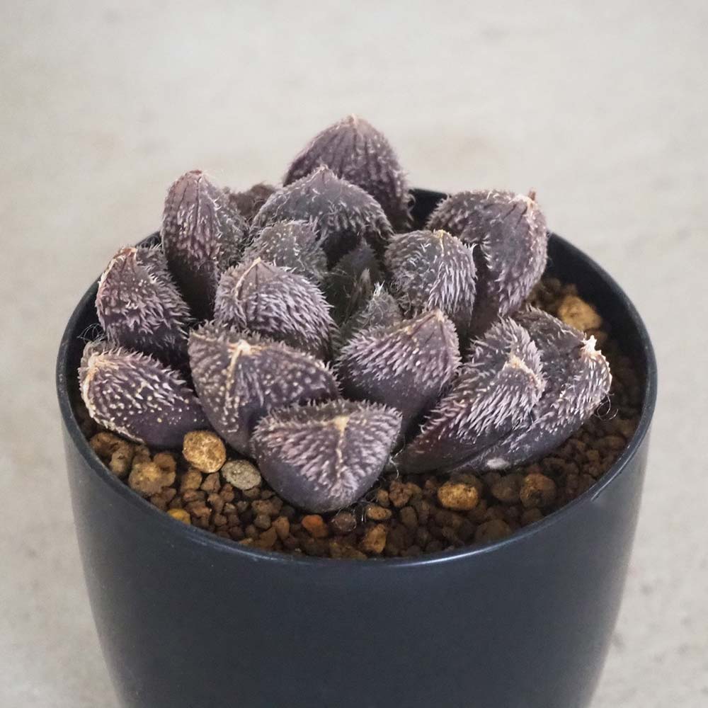 ヘブンズタランチュラ ハオルチア 硬葉 ヘブンズタランチュラ