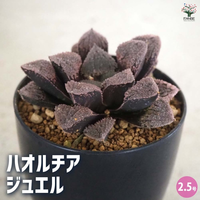 ITANSE ハーブ苗 レモンバーベナ 10.5cmポット 2個セット 送料
