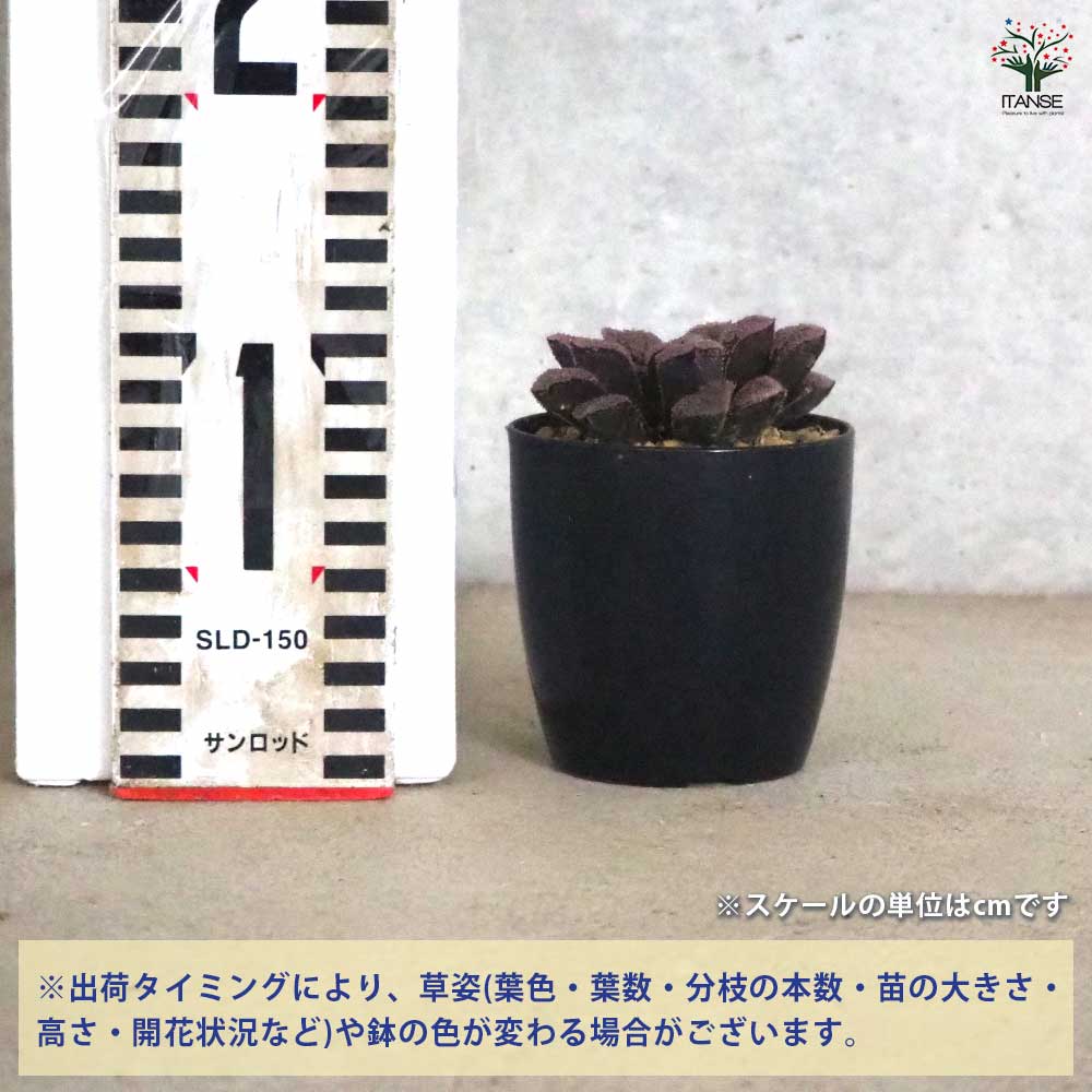 ハオルチア(青) ジュエル 【多肉植物 2.5号ポット／1個売り】｜ 【植物