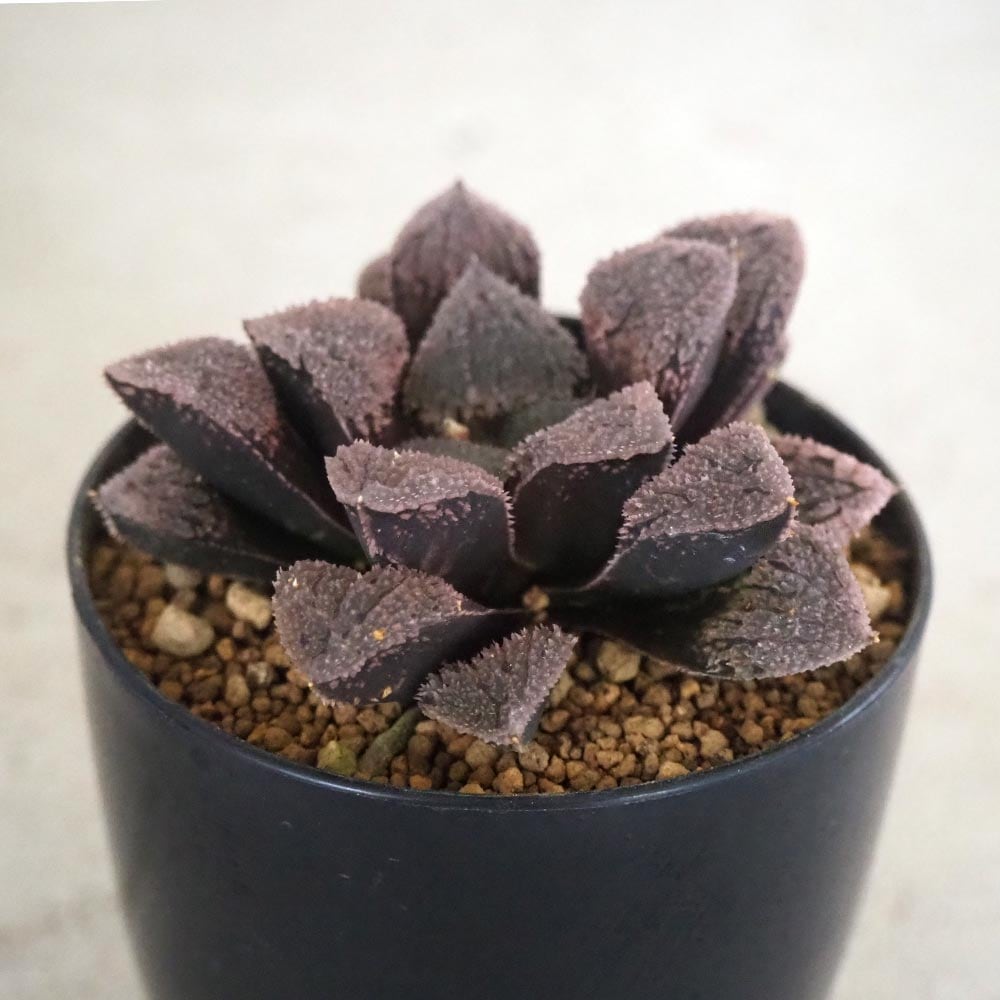 ハオルチア(青) ジュエル 【多肉植物 2.5号ポット／1個売り】｜ 【植物