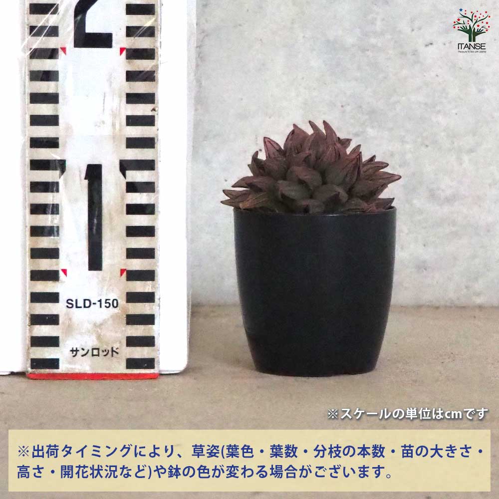 ハオルチア(青) アトロフスカミュータント 【多肉植物 2.5号ポット／1