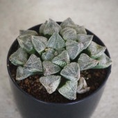 ハオルチア(青) 雪姫 【多肉植物 2.5号ポット／1個売り】|多肉植物