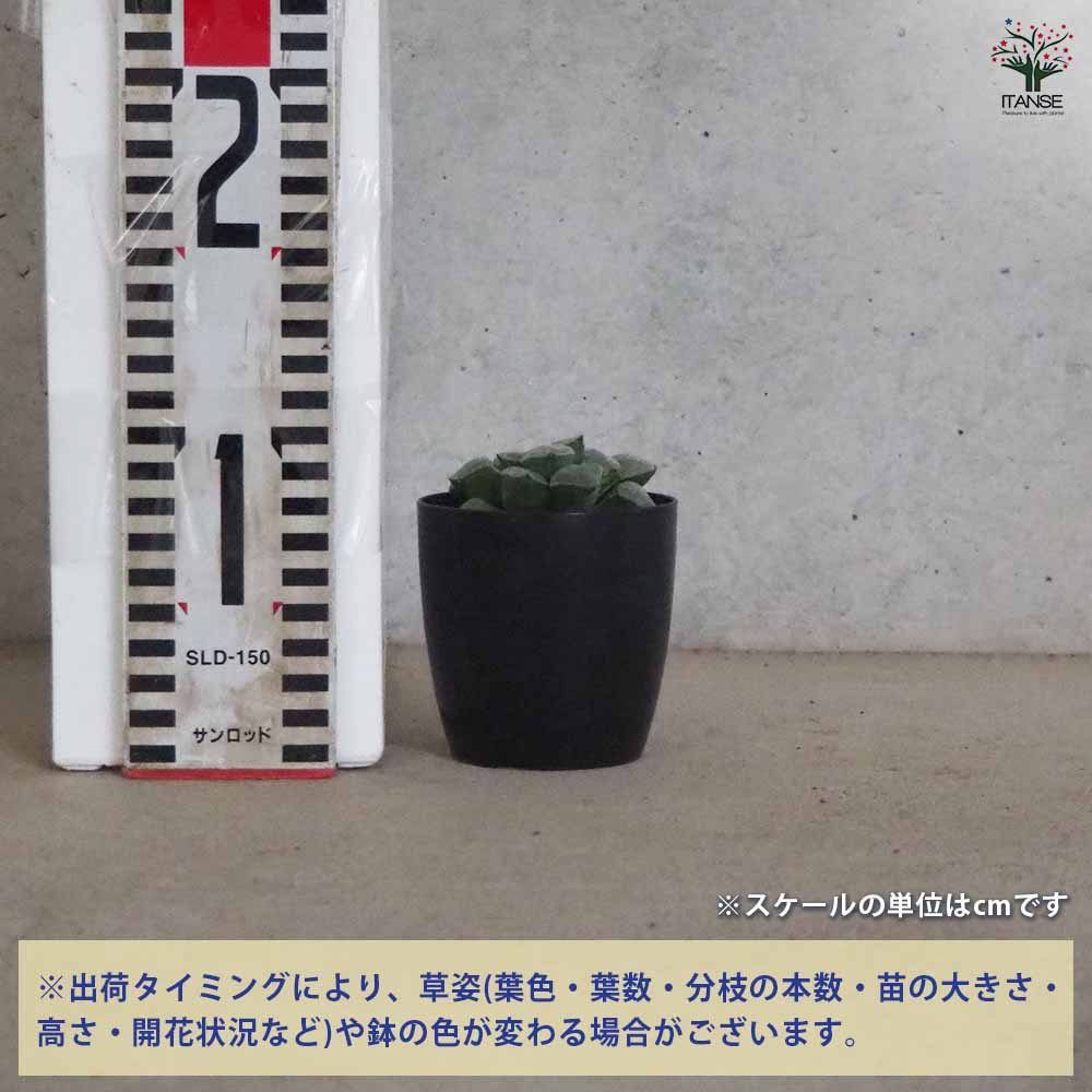 ハオルチア(青) 白魔 【多肉植物 2.5号ポット／1個売り】｜ 【植物の
