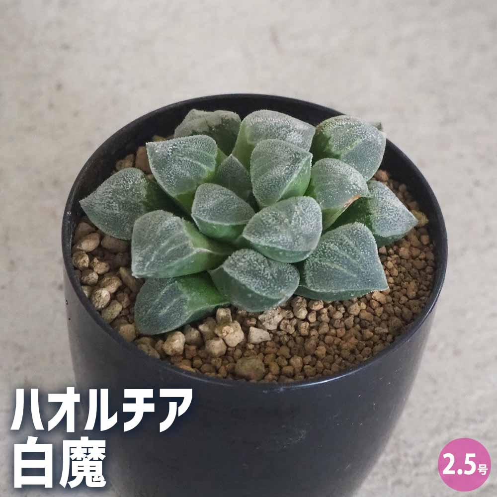 ハオルチア(青) 白魔 【多肉植物 2.5号ポット／1個売り】｜ 【植物の