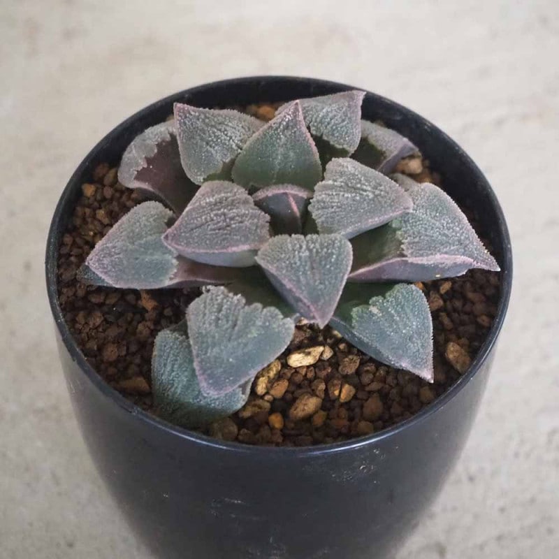 フィンガーライムの苗 レインフォレストパール【果樹の苗木 18cmポット