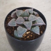 ハオルチア(青) 堀川ピグマエア 【多肉植物 2.5号ポット／1個売り】|多肉植物