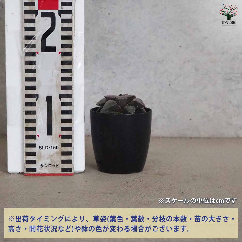 多肉植物 ハオルチア ブラックダイヤモンド×紫特良ピグマエア 大きさ6cm