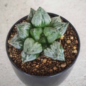 ハオルチア(青) 京の恋 【多肉植物 2.5号ポット／1個売り】|多肉植物