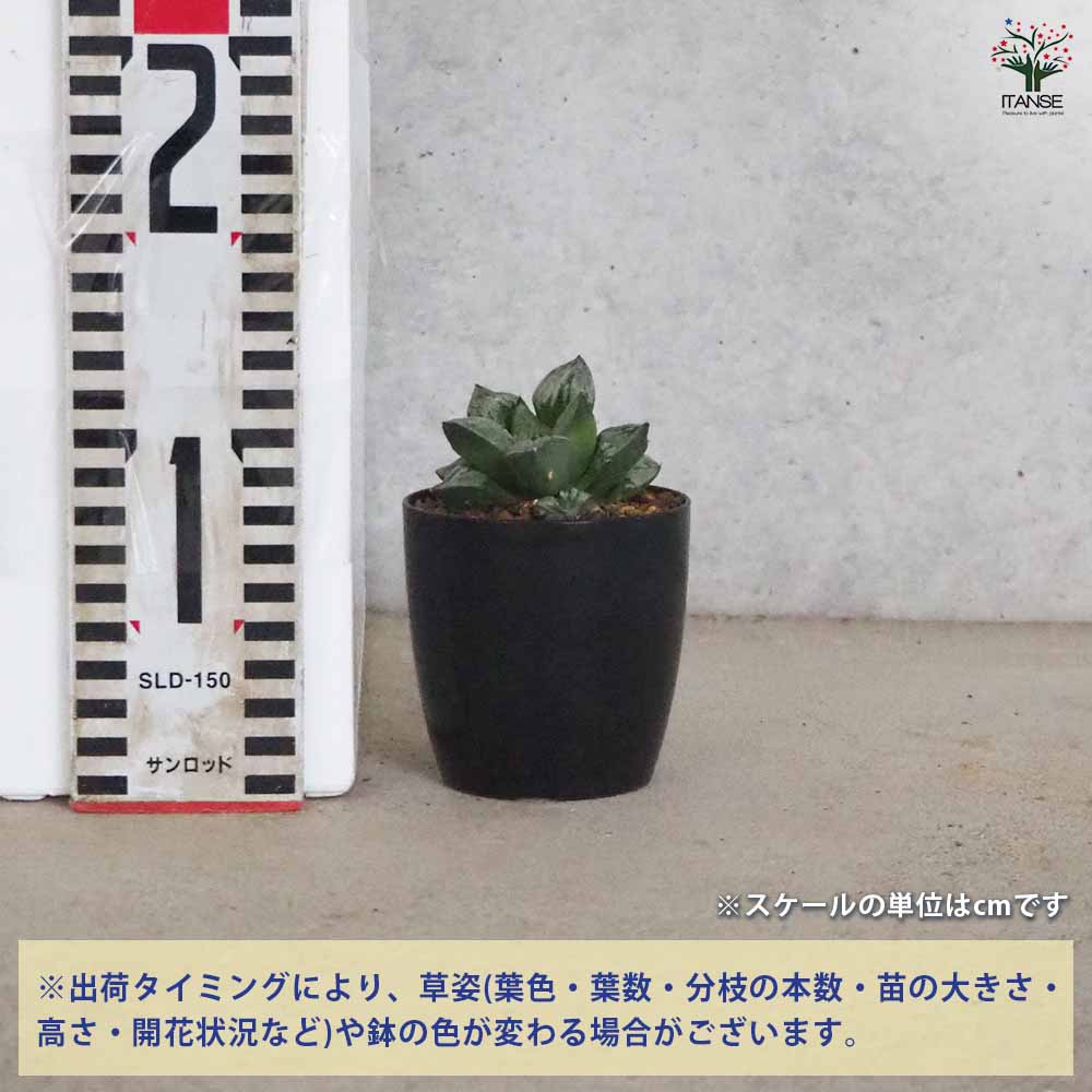 0524．多肉植物 ハオルチア もぐりん(B) 見直さ