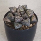 ハオルチア(青) 葵スプレンデンス 【多肉植物 2.5号ポット／1個売り】|多肉植物