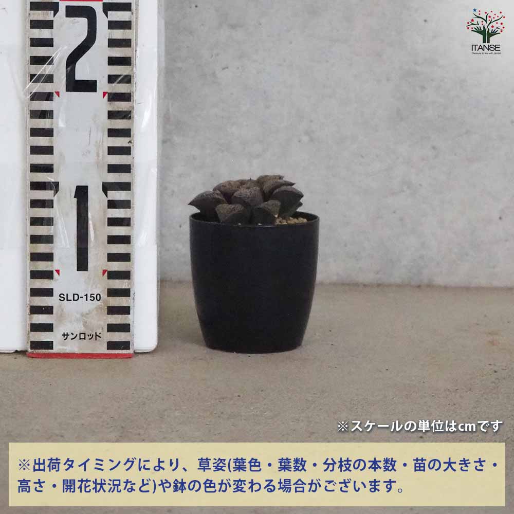 ■葵スプレンデンス×唐草コンプト 【多肉植物　ハオルチア　ハオルシア】 Yahoo!オークション -「多肉植物 ハオルチア スプレンデンス」の落札