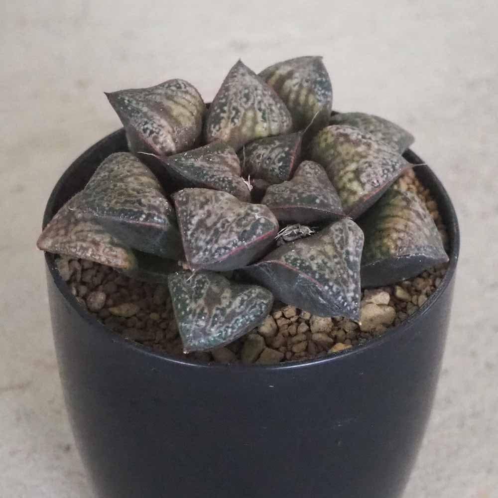 （≧∇≦）多肉植物 ハオルチア 花葵 カキ仔 ≧∇≦）多肉植物 ハオルチア カクテル レインボー 糊斑 ≧∇≦）多肉