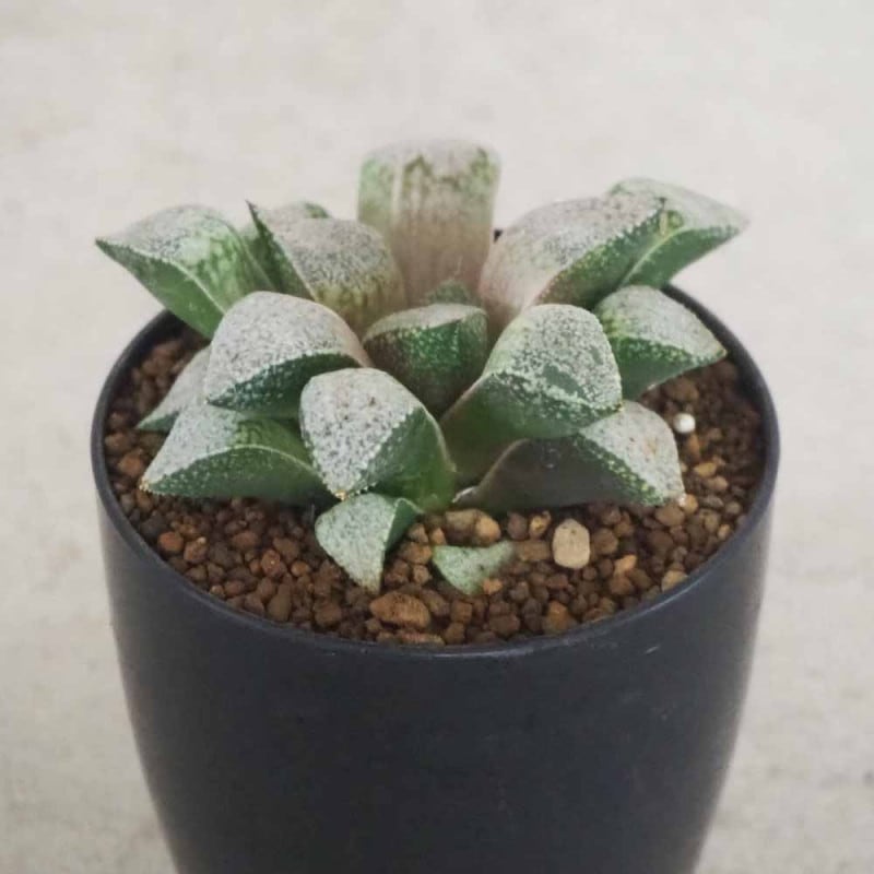 ハオルチア｜【植物のITANSE】全品送料無料・即出荷!