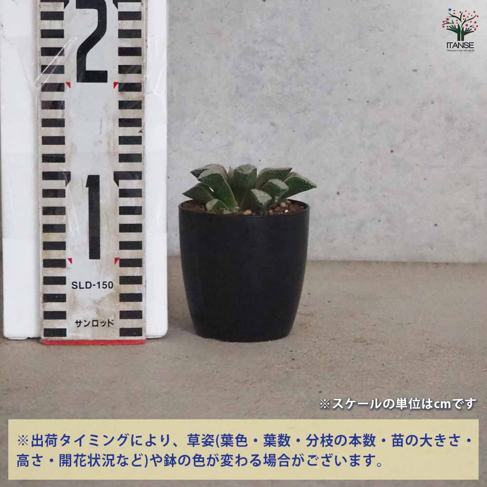 ハオルチア(青) 白泉殿 【多肉植物 2.5号ポット／1個売り