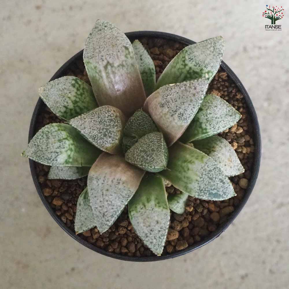 ハオルチア(青) 白泉殿 【多肉植物 2.5号ポット／1個売り