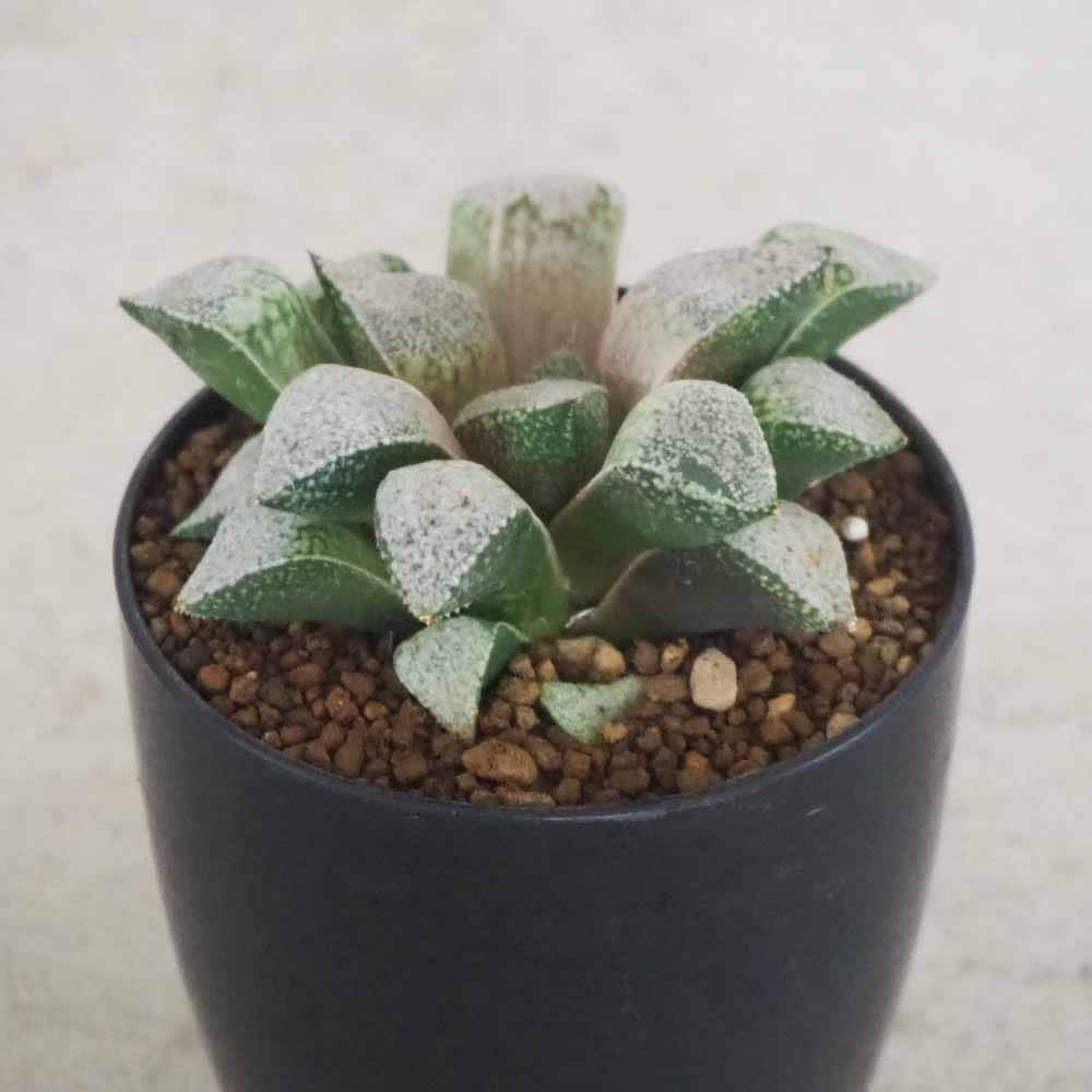 48d ハオルチア　多肉植物　白泉殿錦糊斑　自家繁殖 Yahoo!オークション - 多肉植物 ハオルチア 白雪絵巻錦 糊斑