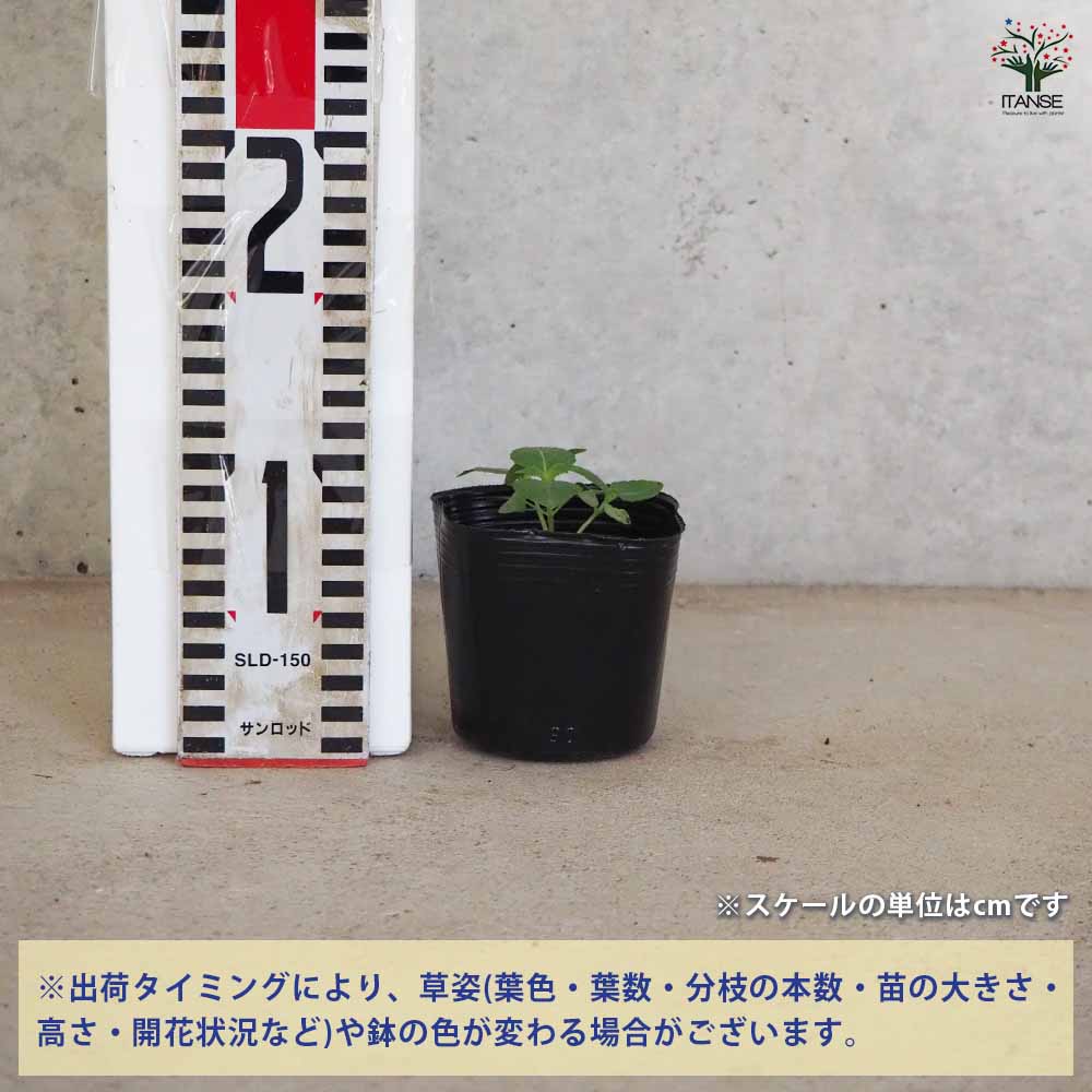 追加商品画像