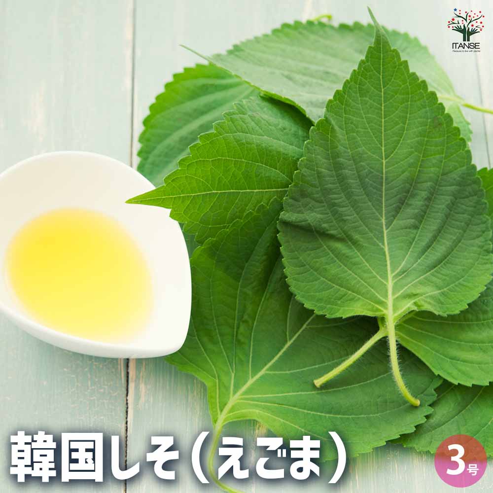 韓国しそ(えごま) 2個～【野菜の苗 3号ポット】｜ 【植物の