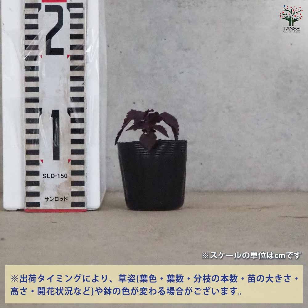赤紫蘇苗300本 赤紫蘇苗300本