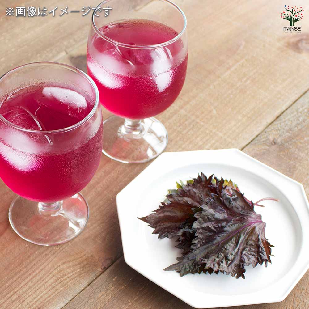 赤じそ2個～【赤】 2個～【野菜の苗 2.5号ポット】｜ 【植物の