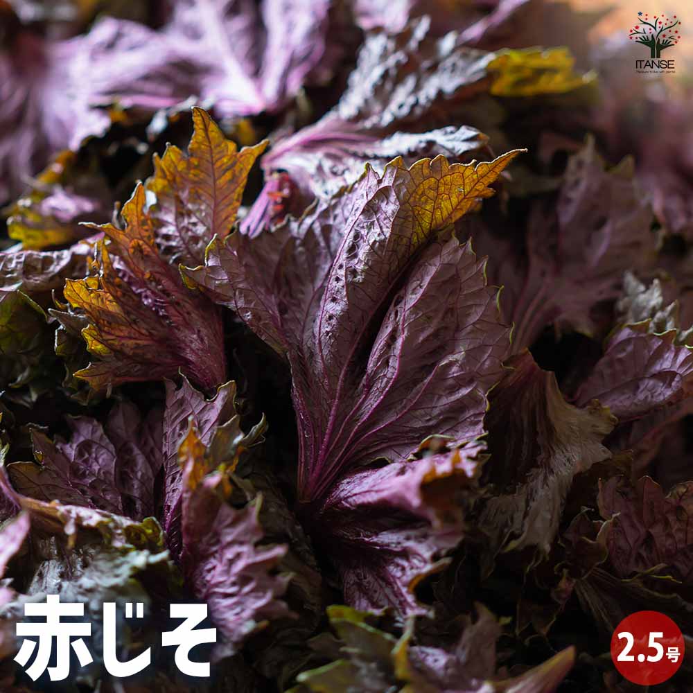 赤じそ2個～【赤】 2個～【野菜の苗 2.5号ポット】｜ 【植物の