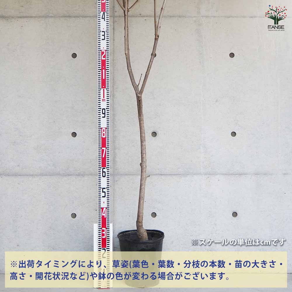 マロニエラポ　カット苗 マロニエ 【花木苗 8号ポット／1個売り】｜ 【植物のITANSE