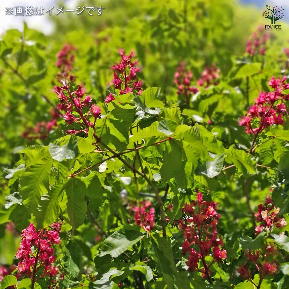 マロニエラポカット苗