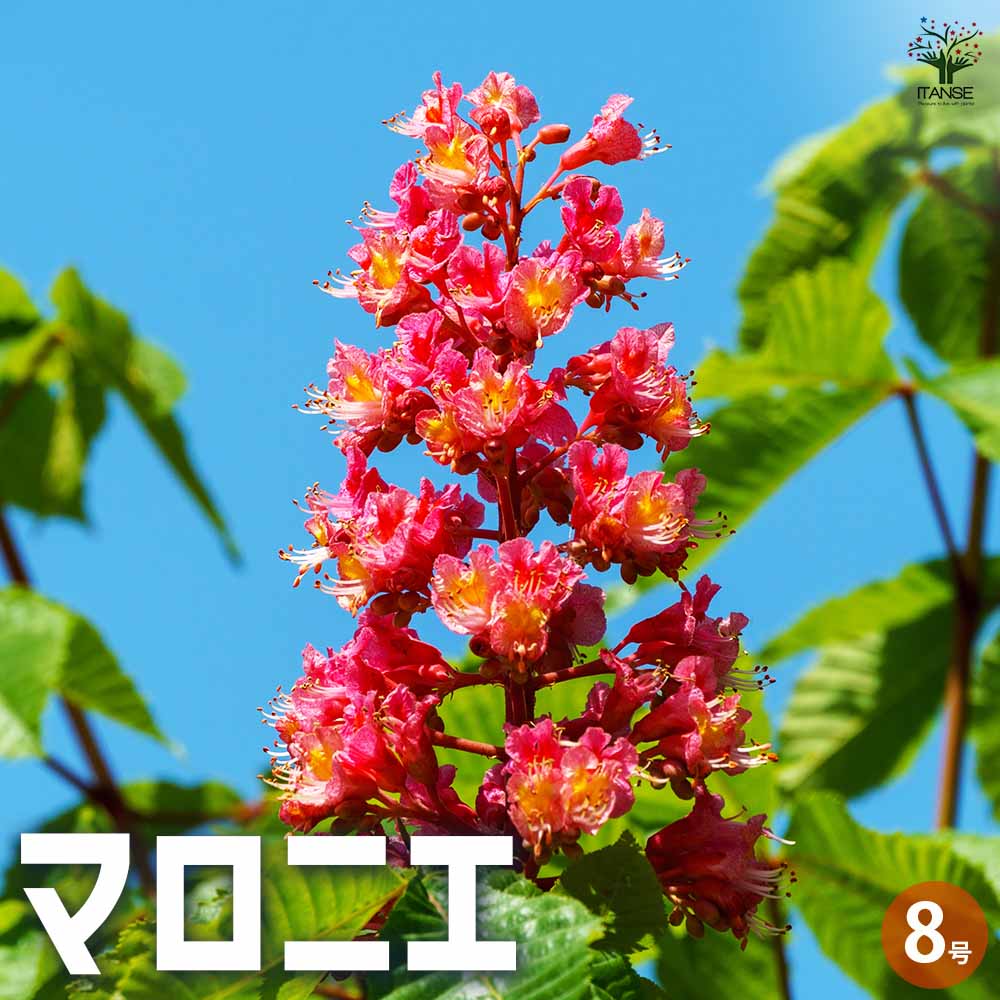 マロニエ 【花木苗 8号ポット／1個売り】｜ 【植物のITANSE