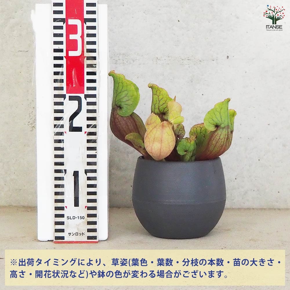 追加商品画像