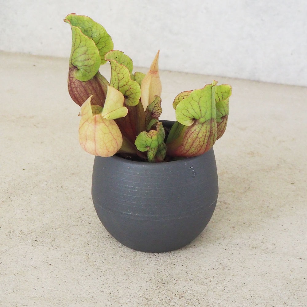 サラセニア モンタナ 【観葉植物 4.5号鉢／1個売り】