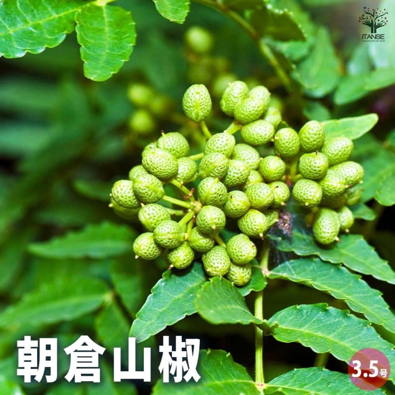 朝倉山椒の苗木 15cmポット接木苗 (あさくらさんしょう／トゲ無し実