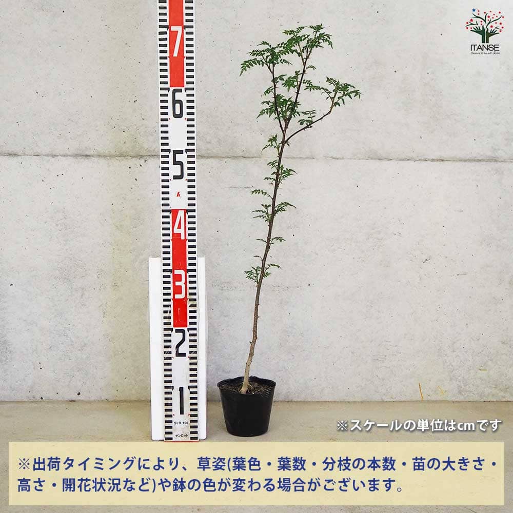 朝倉サンショウ 【果樹の苗 3.5号ポット／1個売り】｜ 【植物の