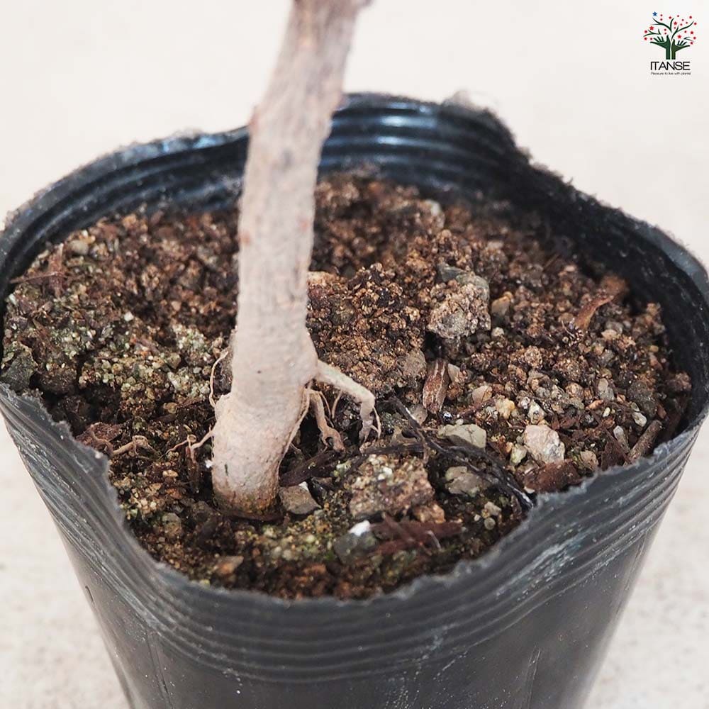 朝倉サンショウ 【果樹の苗 3.5号ポット／1個売り】｜ 【植物の