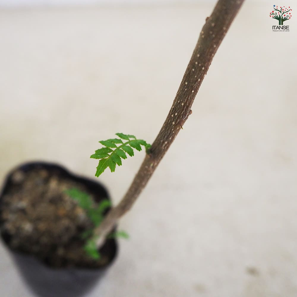 朝倉サンショウ 【果樹の苗 3.5号ポット／1個売り】｜ 【植物の