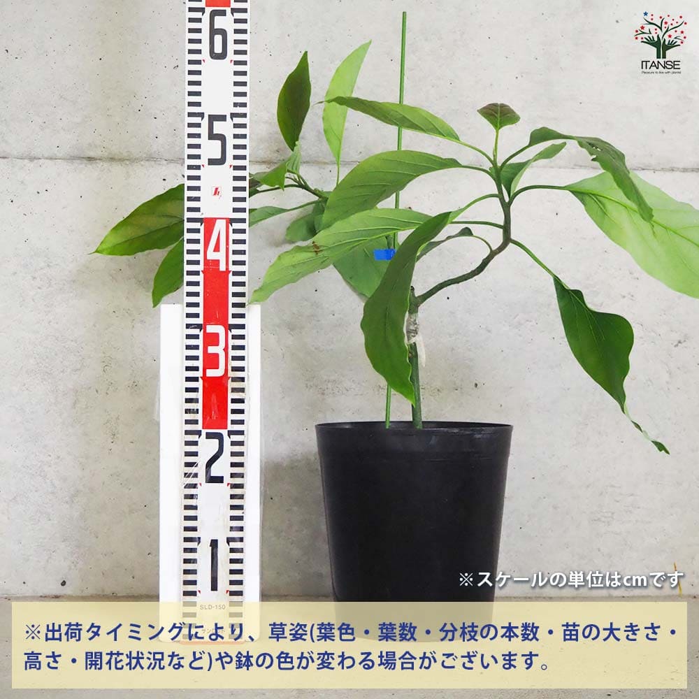 アボカド グリーンゴールド 【果樹の苗木 7号鉢／1個売り】｜ 【植物の