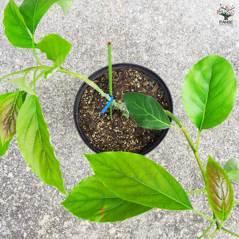 アボカド グリーンゴールド 【果樹の苗木 7号鉢／1個売り】｜ 【植物の