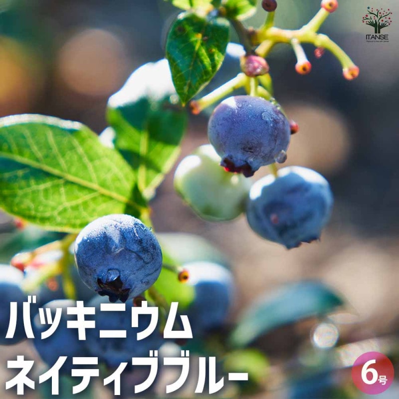 アジサイの苗 アマランスプチ ブルー【庭木 4号鉢／1個売り