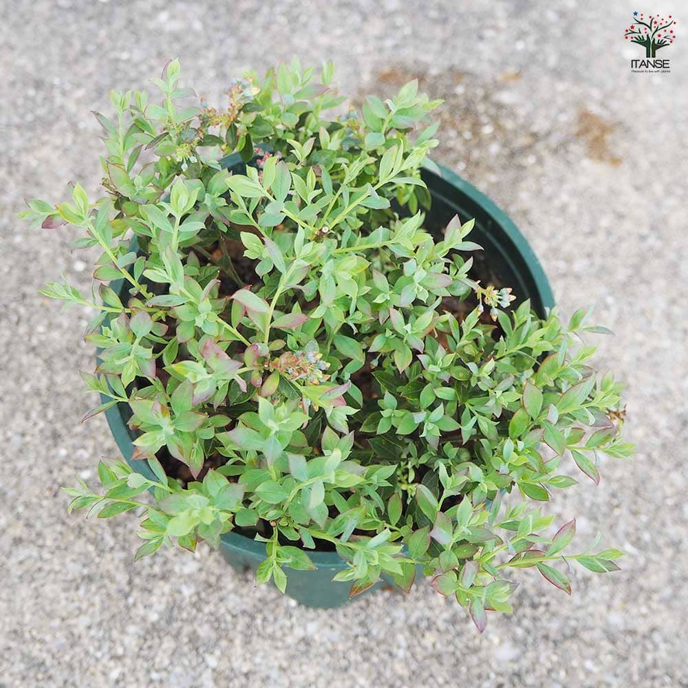 バッキニウム ネイティブブルー 【花木苗 6号鉢／1個売り】｜ 【植物の