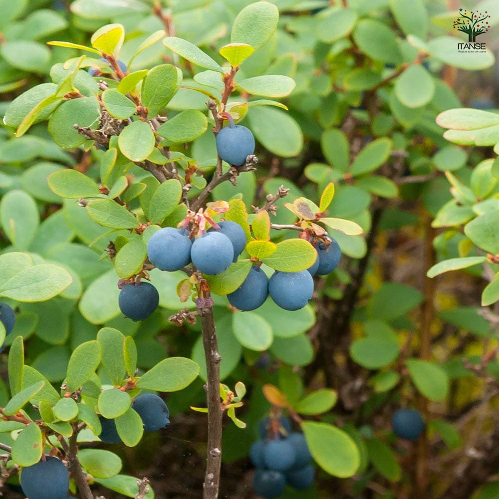 バッキニウム ネイティブブルー 【花木苗 6号鉢／1個売り】｜ 【植物の