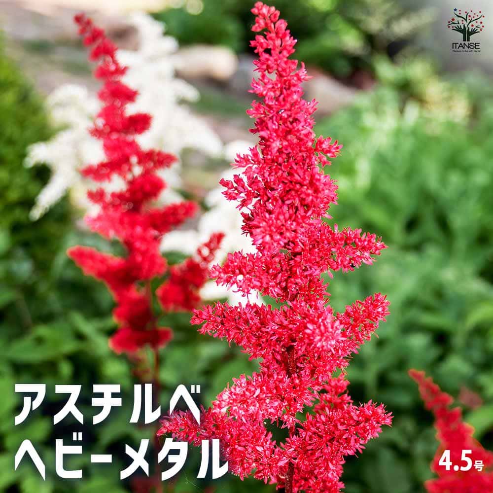 アスチルベ ヘビーメタル 【花木苗 4.5号ポット／1個売り】