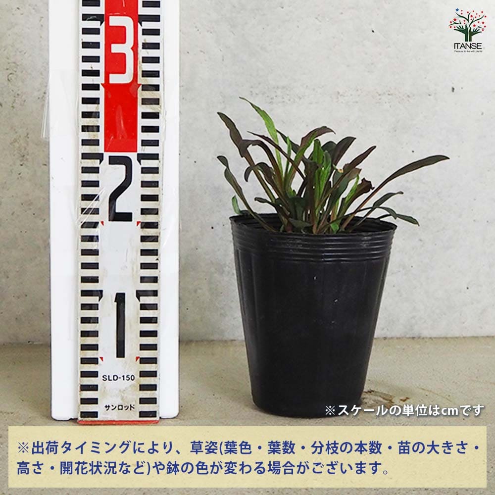 ペンステモン ダークタワー 【花木苗 4.5号ポット／1個売り】｜ 【植物