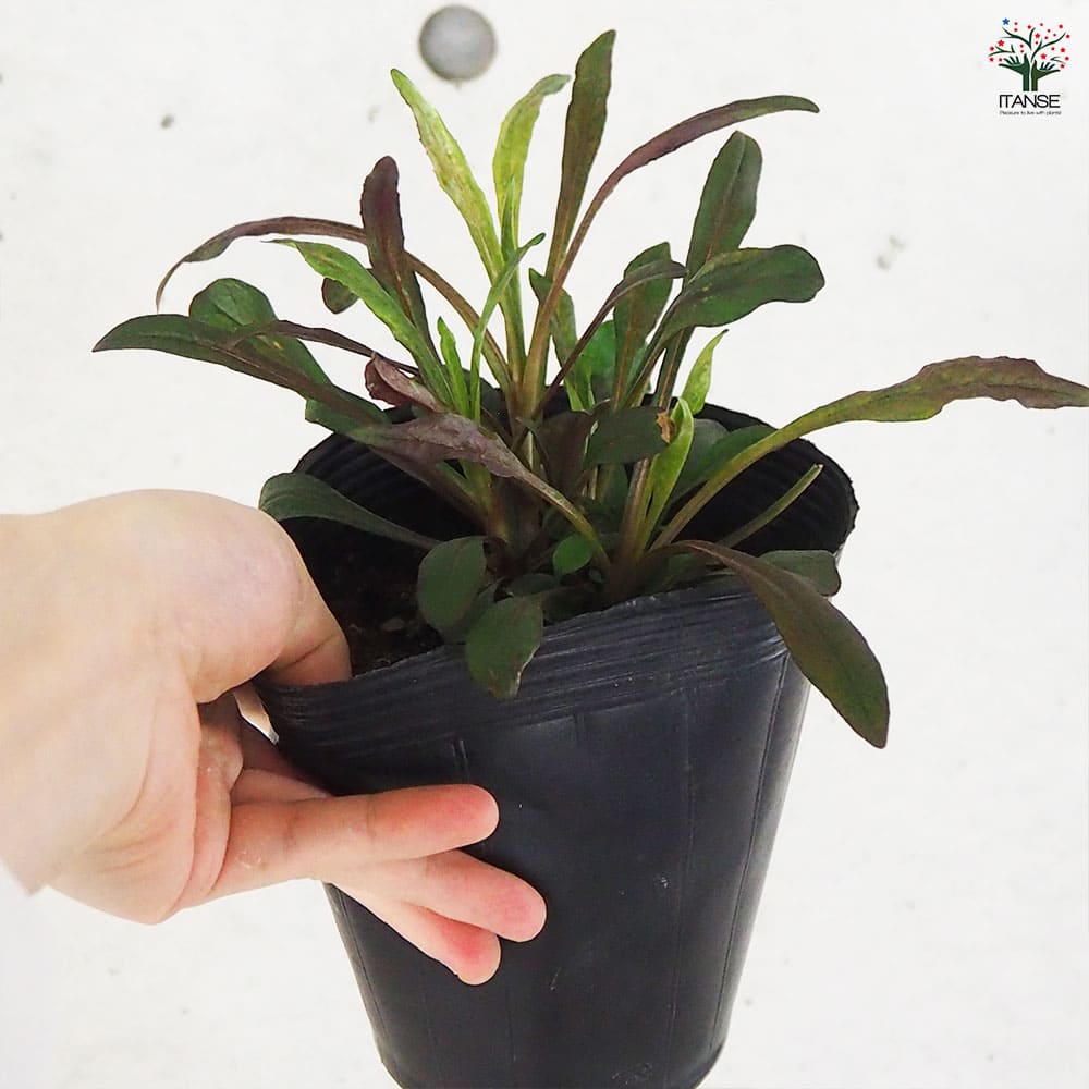 ペンステモン ダークタワー 【花木苗 4.5号ポット／1個売り】｜ 【植物