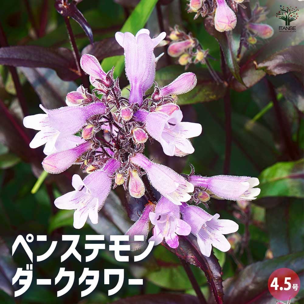 ペンステモン ダークタワー 【花木苗 4.5号ポット／1個売り】