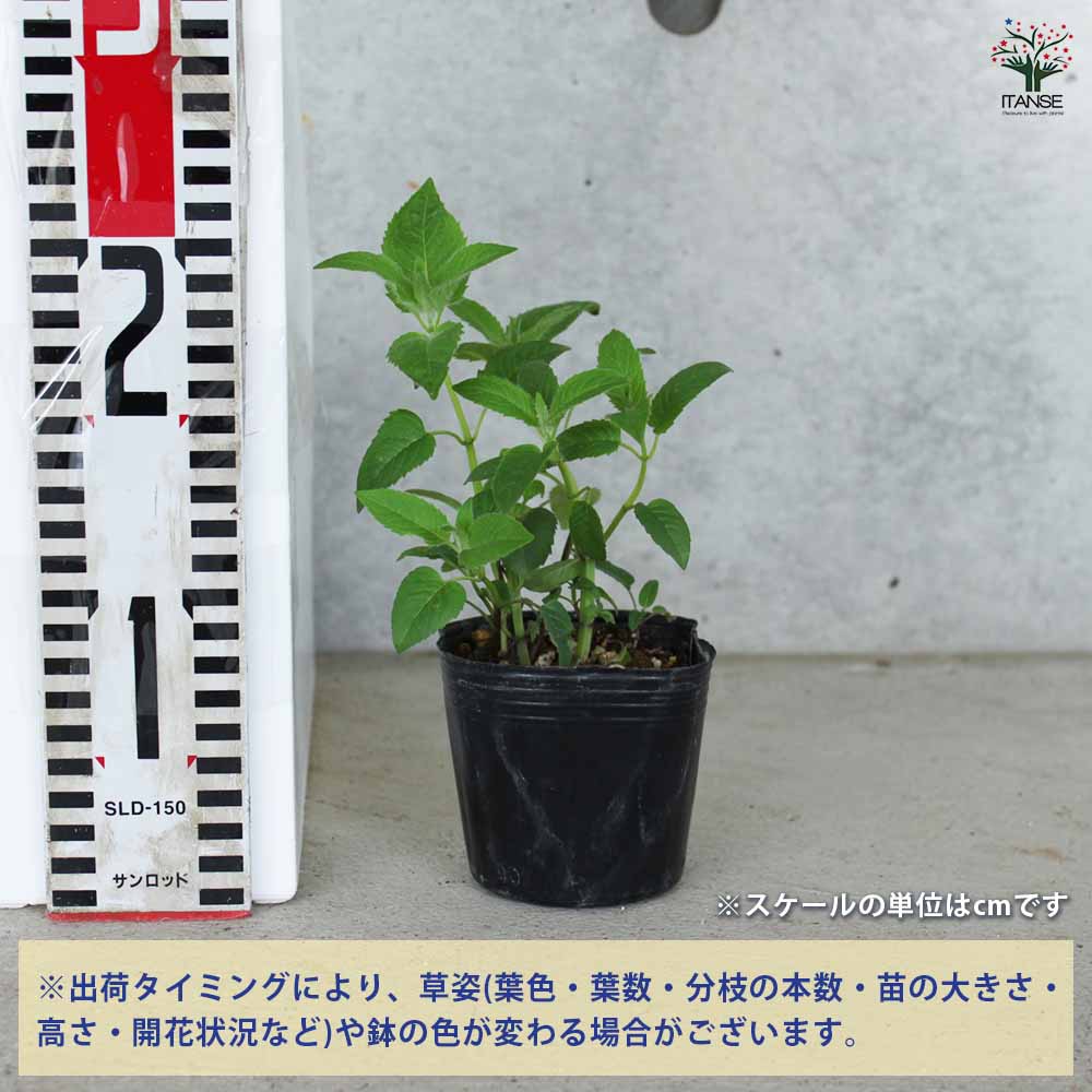 ベルガモット ホワイト 2個～【ハーブの苗 3号ポット】｜ 【植物の