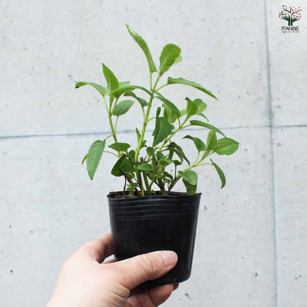 ベルガモット ホワイト 2個～【ハーブの苗 3号ポット】｜ 【植物の