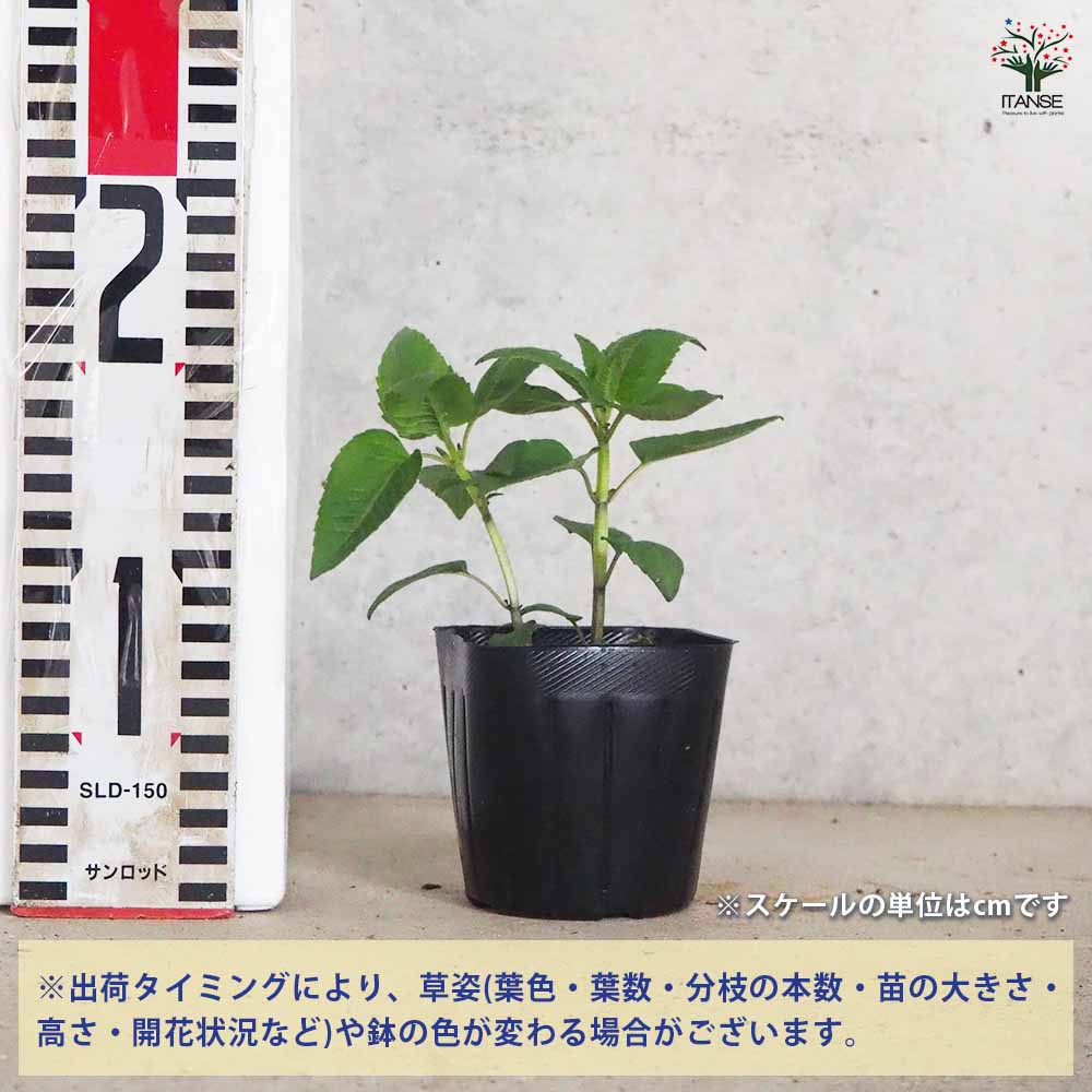 ベルガモット レッド 2個～【ハーブの苗 3号ポット】｜ 【植物の