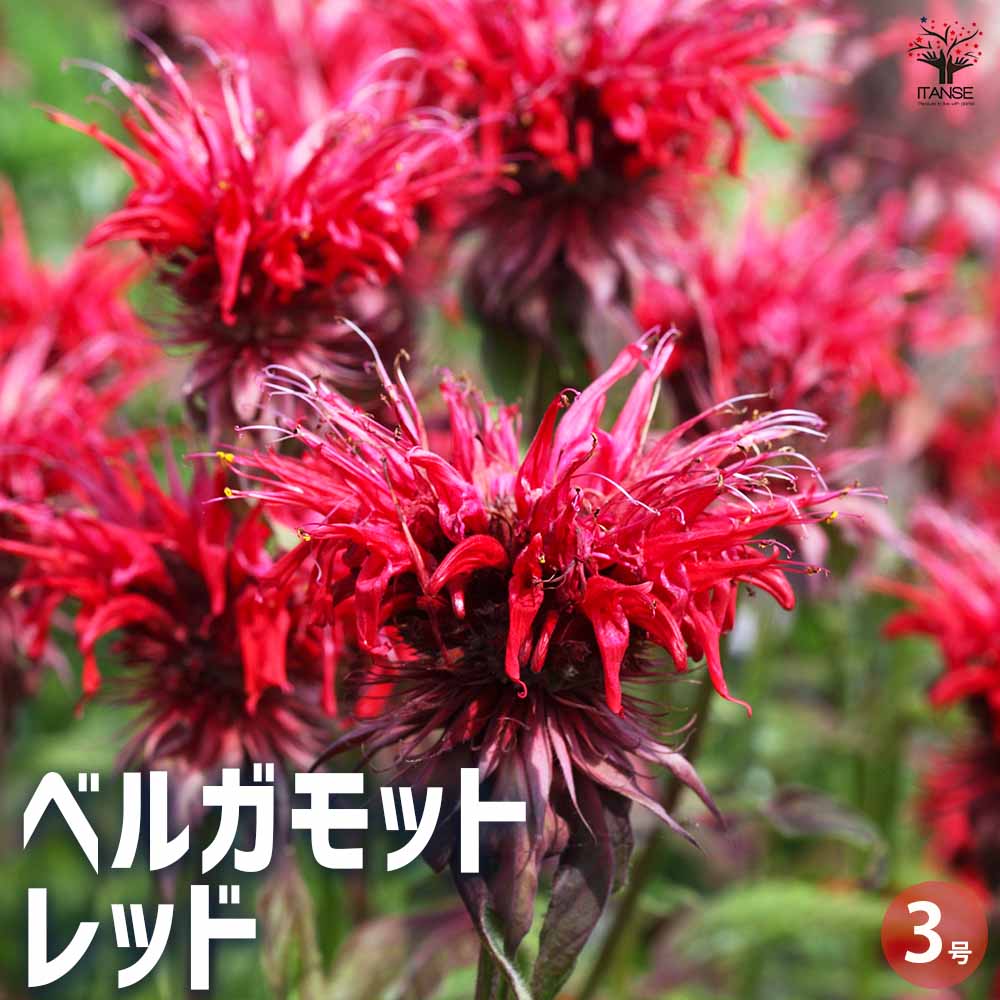 ベルガモット レッド 2個～【ハーブの苗 3号ポット】
