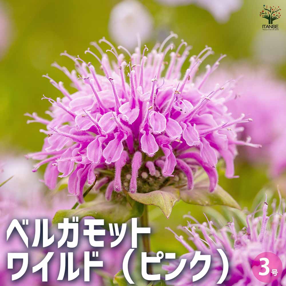 ベルガモット ワイルド(ピンク) 2個～【ハーブの苗 3号ポット】