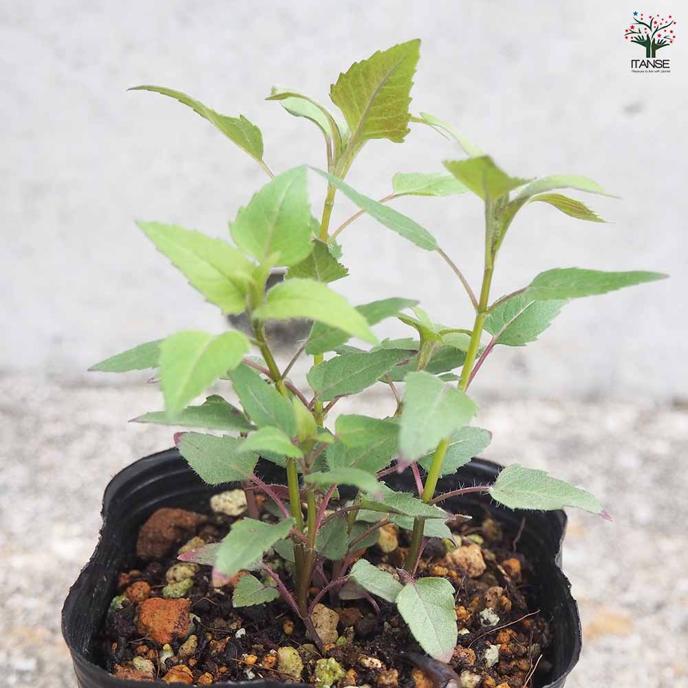 三輪山麓のハーブ農園花咲さま専用 ベルガモット 3年生 7号21cmポリポット入 三輪山麓のハーブ農園花咲さま専用 ベルガモット 3年生 7号21cm